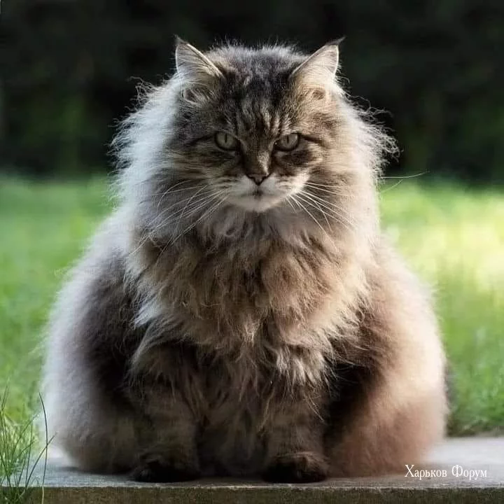 38ebad4c303860abf548.webp