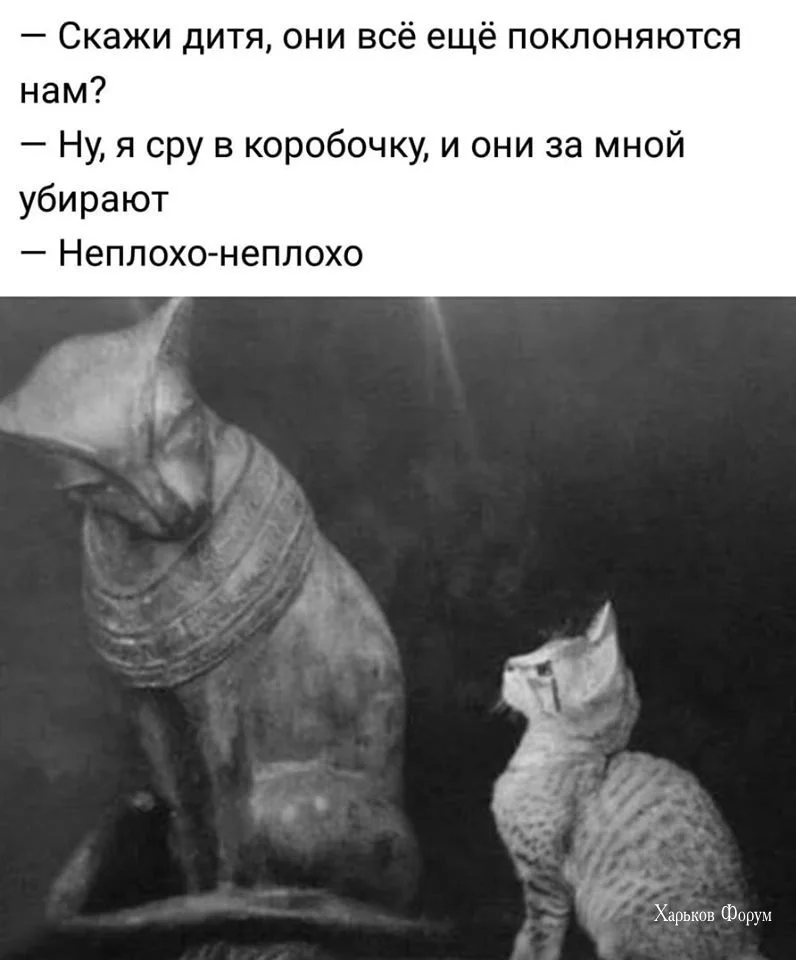 38f28661f0f2b5403995.webp