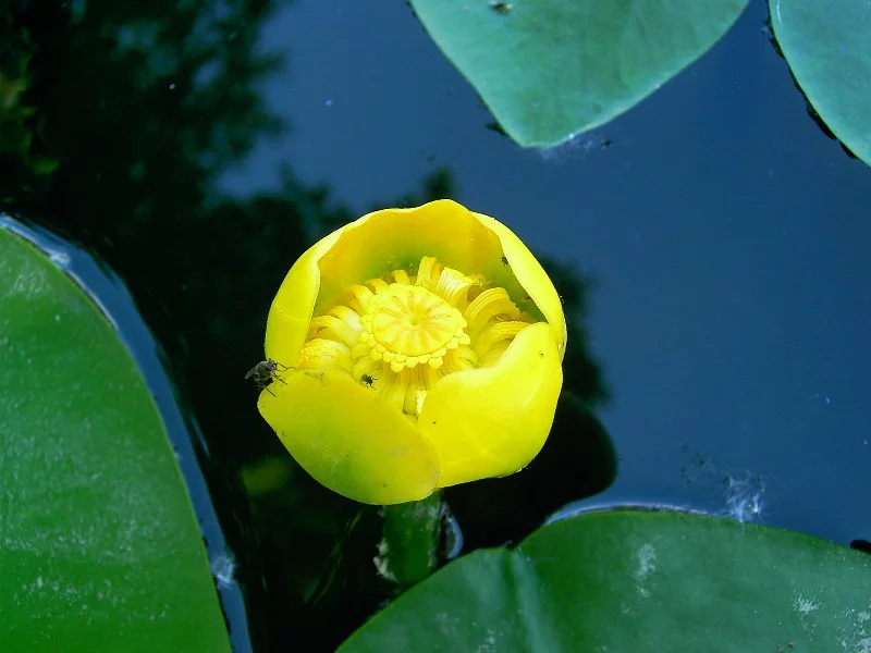 39596_or.webp