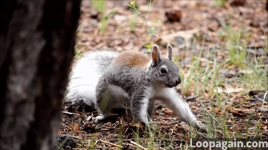 398ff8aa80eea88c7ee8fb4632ac5eee.gif