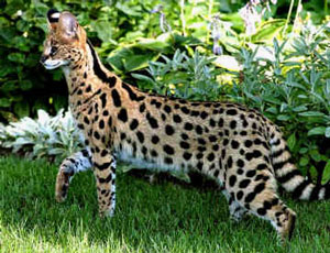 39913112_savannah.jpg