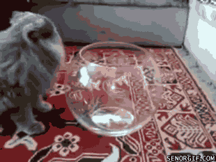 39fb5b7ea35a04457b.gif
