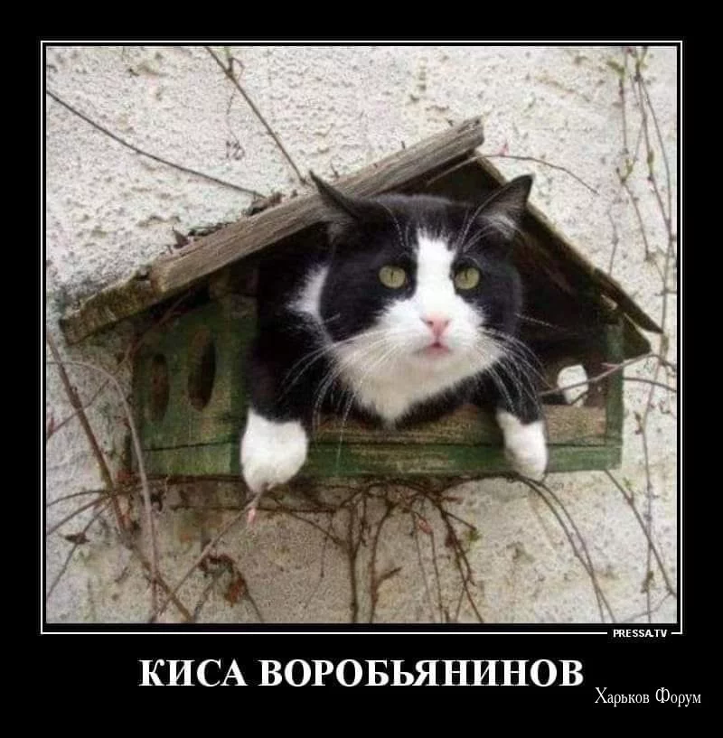 3a1ea0d3278f66ca0292633b.webp