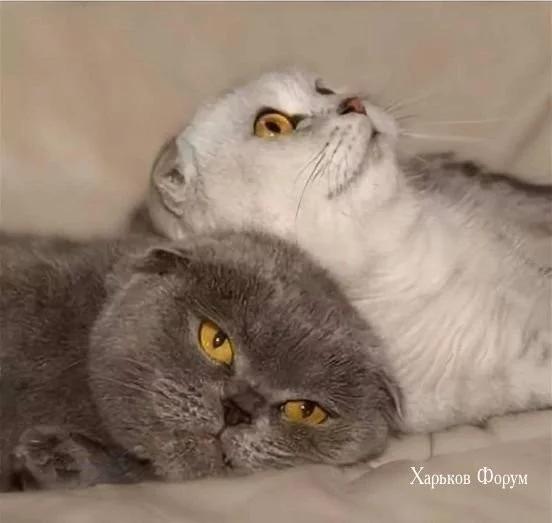 3a417bbe6c811451216.webp