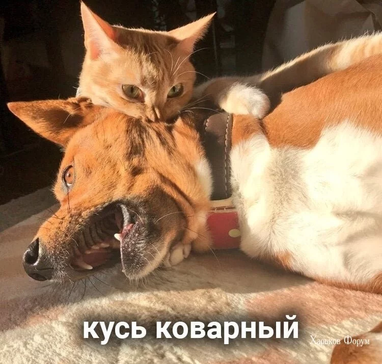 3a58bdb072394df47c398.webp