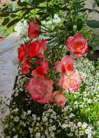 3a5db190d3ca13530e0136a6.webp