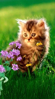 3a6d79ff84f7603bdad7e16fb62b12f1.webp