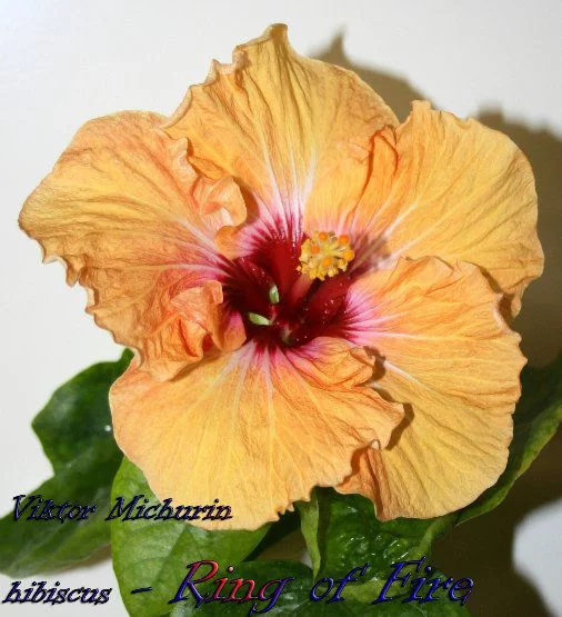 3b705e472f1f0a7a9e0343c31ee78aa0.webp