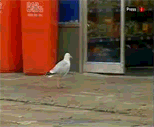 3bbcej.gif