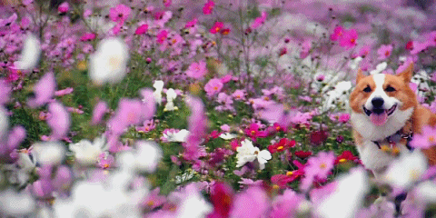 3bdefh.gif