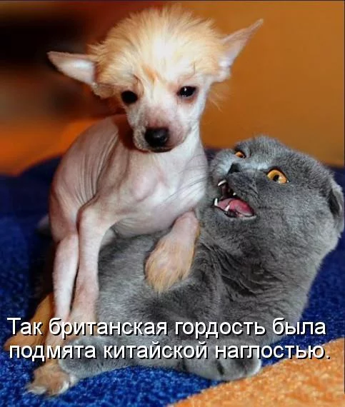 3c153dadc1020c4db47f4a91c031044f.webp