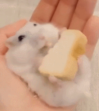 3c429fcaa03014b8.gif