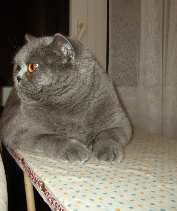 3ca0c11800dfc8ec984644ca5ebd4eed.webp