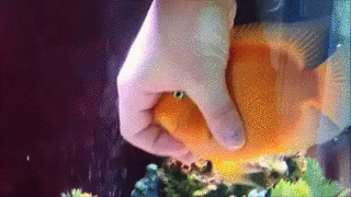 3d4d780a3736917d454747d0a3a.gif