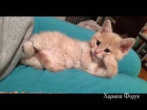 3da74211cd337ce4a4.webp