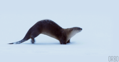 3dc2d0dbd81d6a39de616.gif