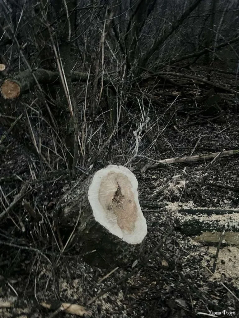 деревья срубили на Лозовщине