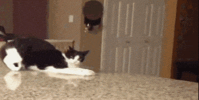 3de55d08cce69aa08fca5070.gif