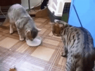 3dfbeh.gif