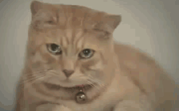 3eaaeb.gif