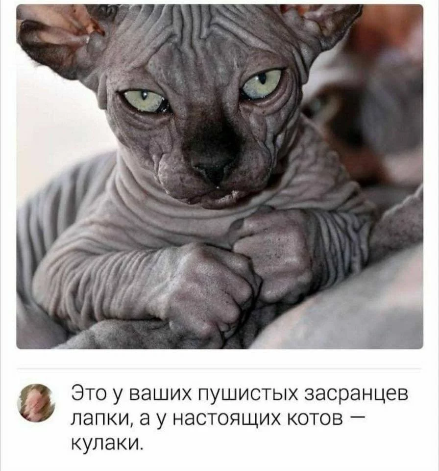 3f301deb378d250f6c2a341.webp