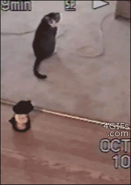 3f6d54ff462fa509dab7209aafdfc47b.gif