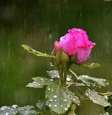 3fhdbd.webp