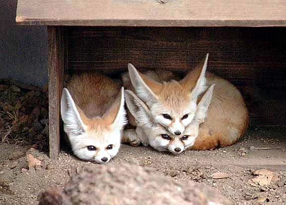 3fuchs.webp