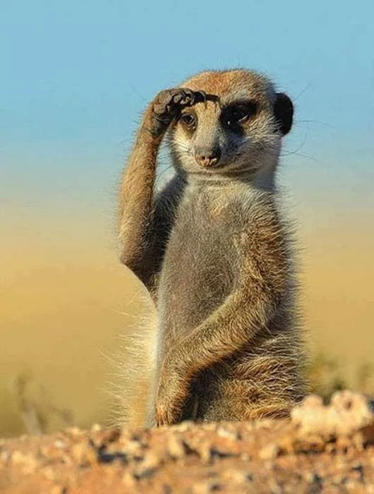 3gbeje.webp