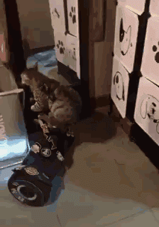 3hchhc.gif