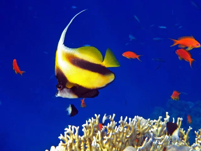 3jehjb.webp