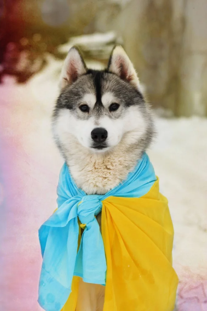 3LDDdI9XXqs.webp