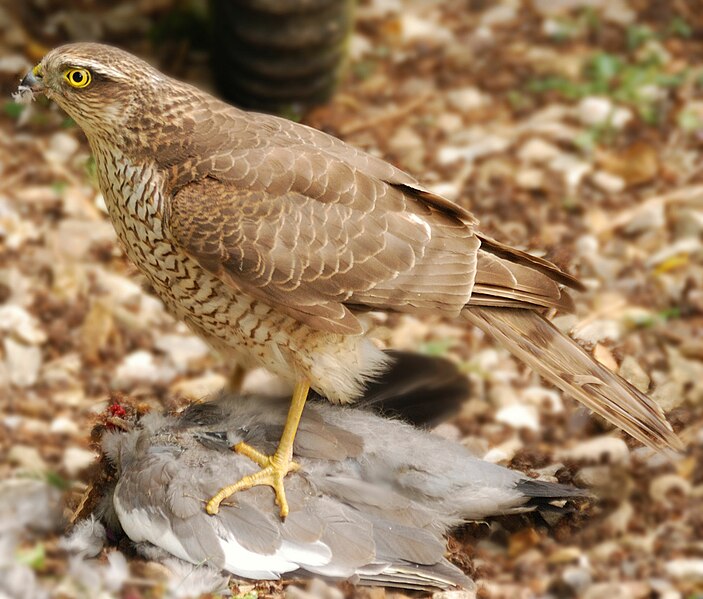 3px-Accipiter_nisus_-England_-immature_with_kill-8.jpg