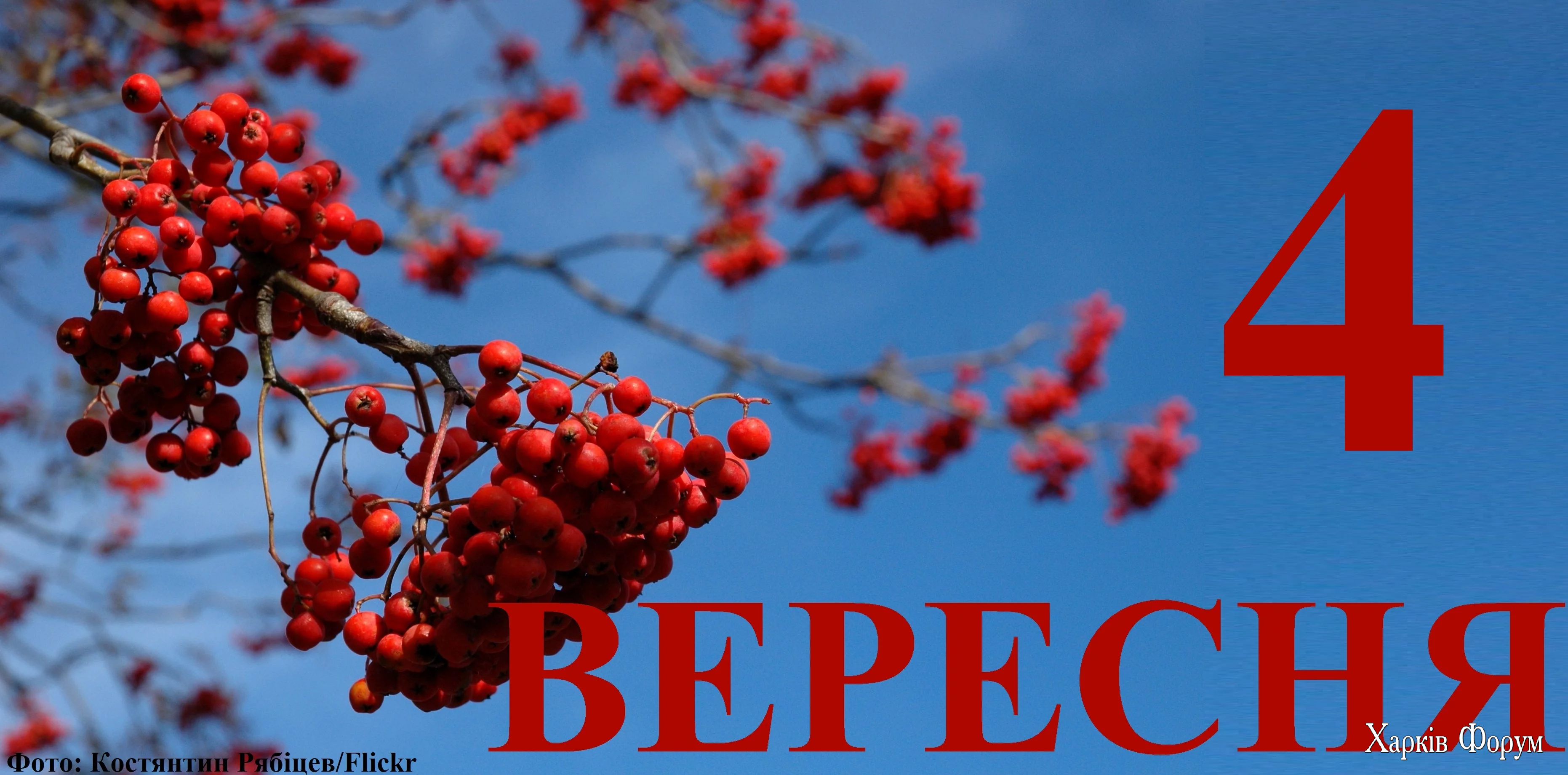 4-VERESNYA.webp
