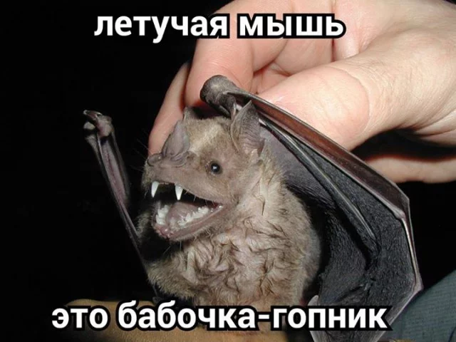 4.webp