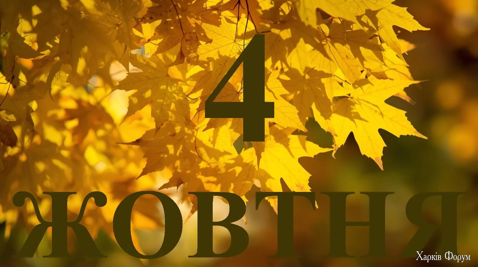 4-ZHOVTNYA.webp