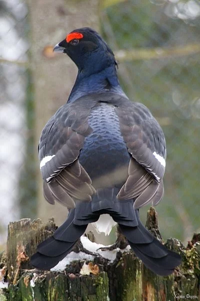 400px-Black_Grouse_Nationalpark_Bayerischer_Wald.webp