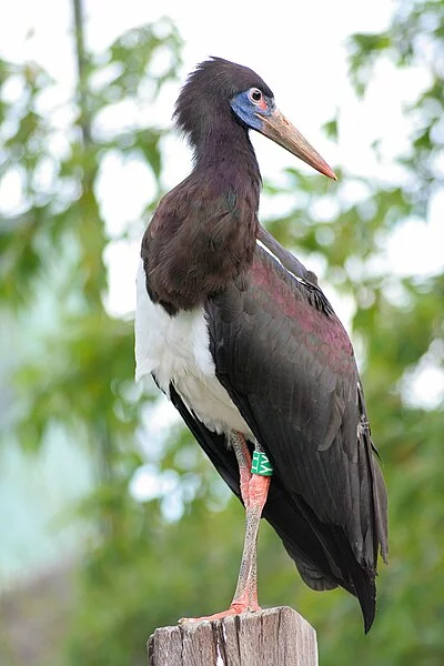 400px-Ciconia_abdimii_-London_Zoo-8a.webp