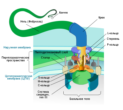 400px-Flagellum_base_diagram_ru.svg.png