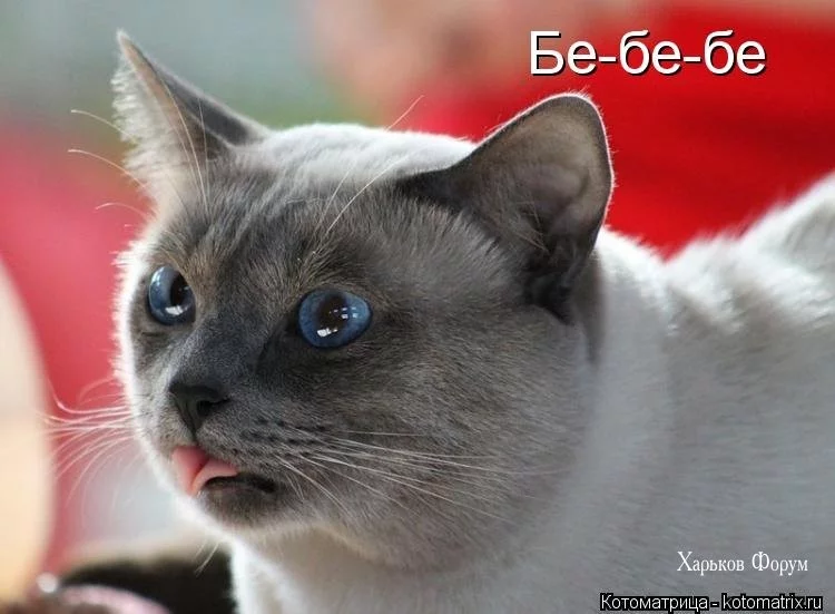 402ac6429b273270ff0346d.webp