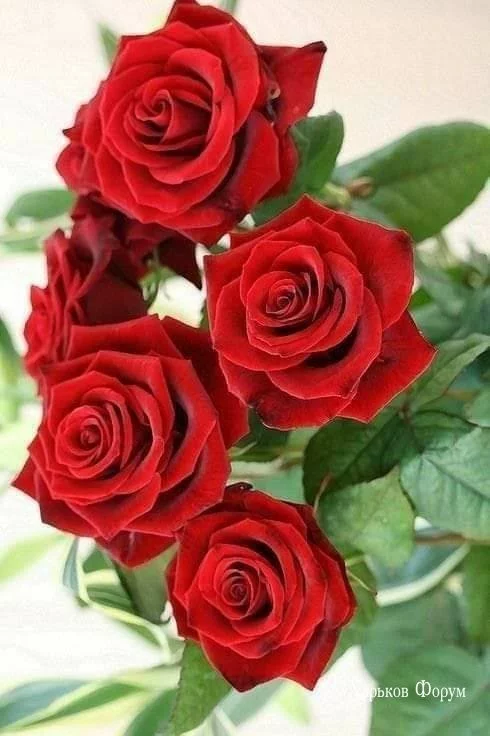 4054c6c6582b799ad4ace7bd.webp