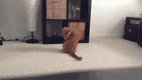 405e94eedadebdf16.gif