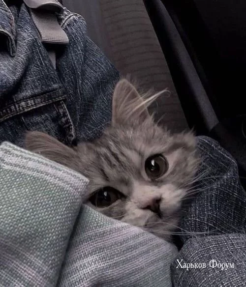 4084ce8d810c8afc16.webp