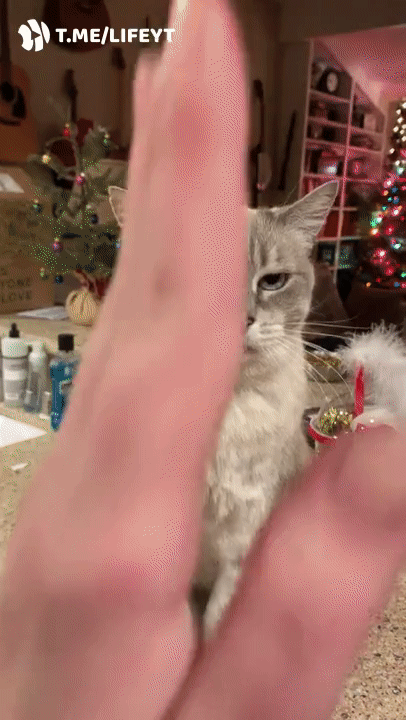 40993a87c6a656322e3598.gif