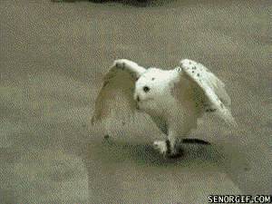 411292f2483174a15e71.gif