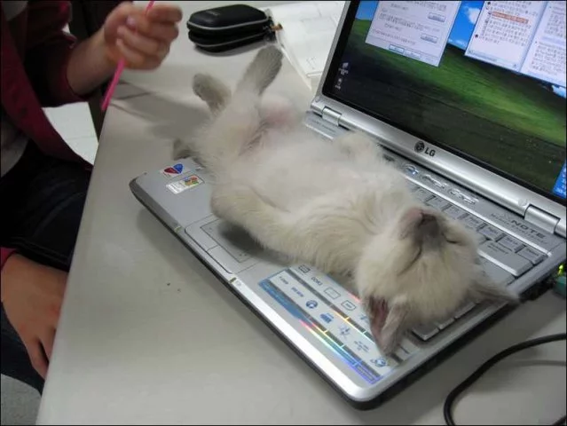41274520_0446944067021cats.webp