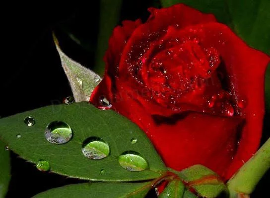 414851.webp
