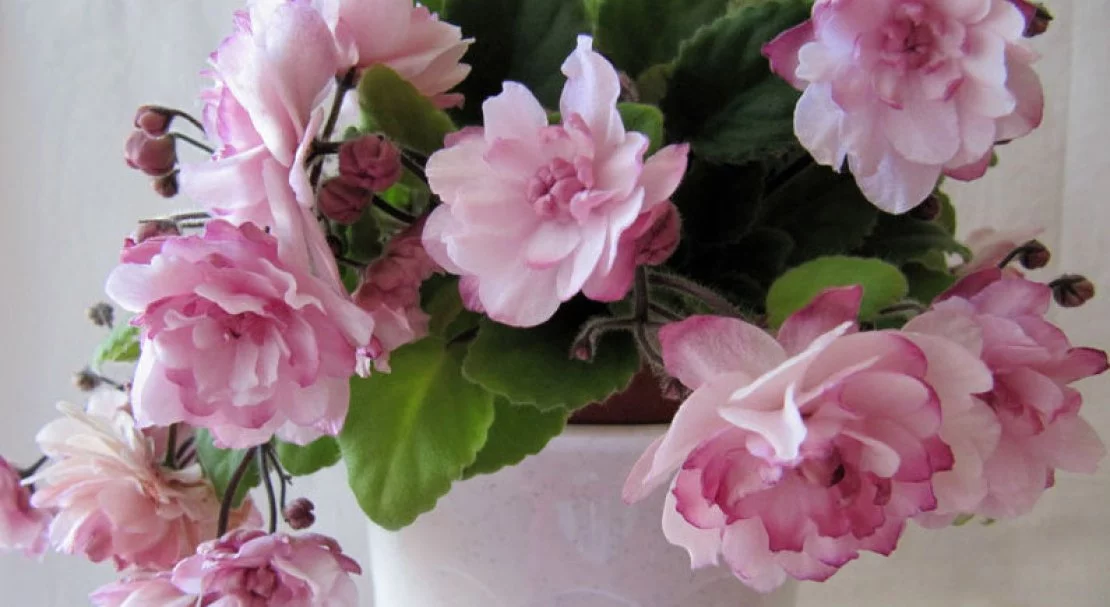 41733.plf5wc.1110x607.webp