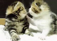 422df5460e37729aaec.gif