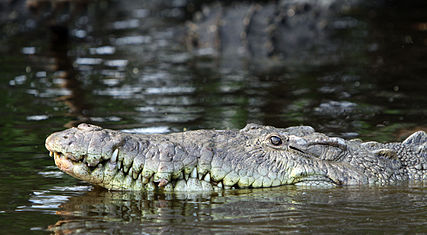 427px-Crocodylus_acutus_in_La_Manzanilla.jpg